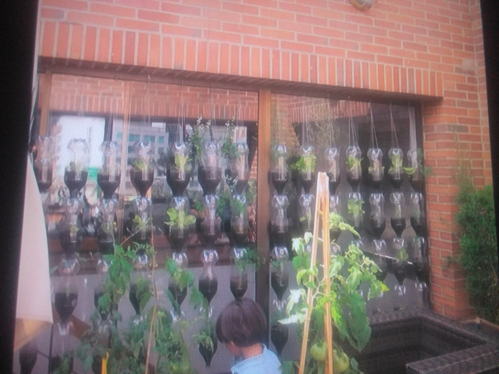 PET bottles green wall