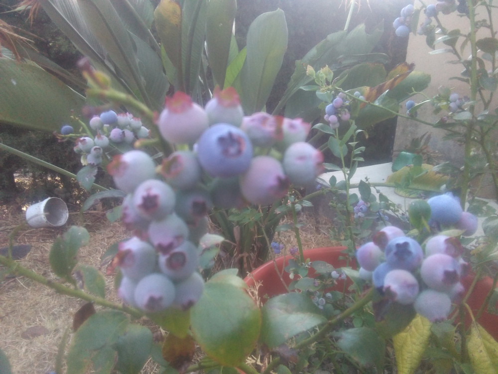 Blueberries grown in a pot