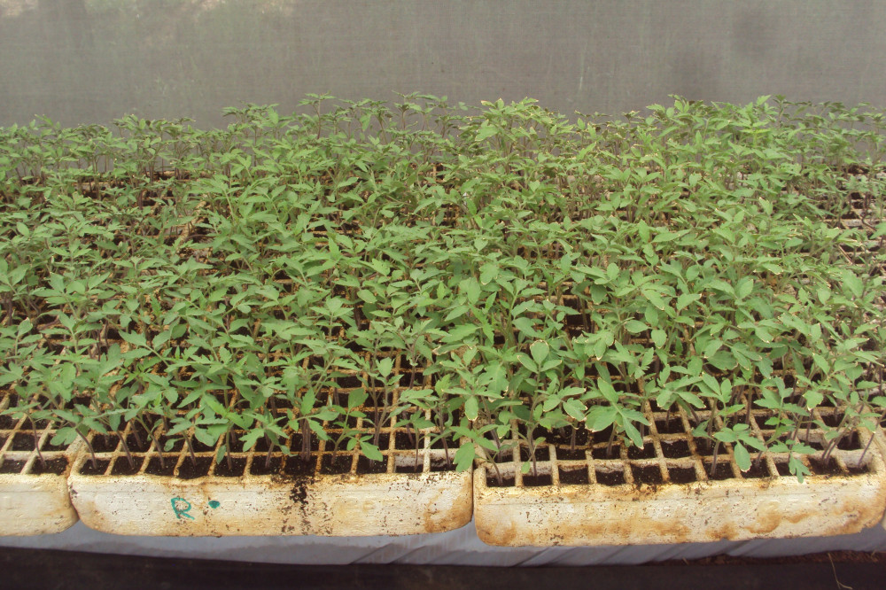 Organic tomato plants for transplanting